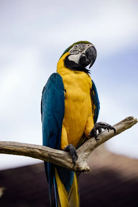 Parrot Phone Wallpaper · pets · 1440×2159