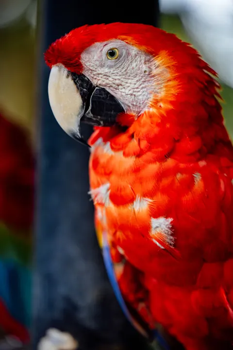 Parrot Phone Wallpaper · pets · 1440×2159
