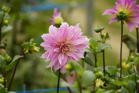 Dahlie 4K Hintergrundbild · flowers · 3840×2560