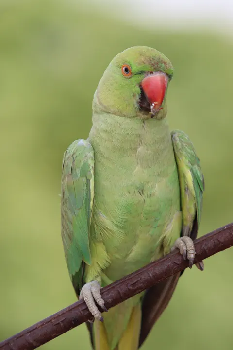 ببغاء خلفية للجوال · pets · 1440×2160