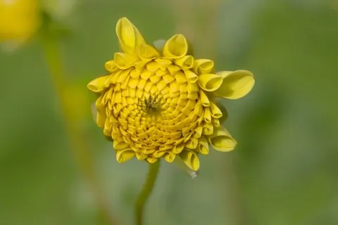 خلفية الداليا بدقة 4K · flowers · 3840×2560