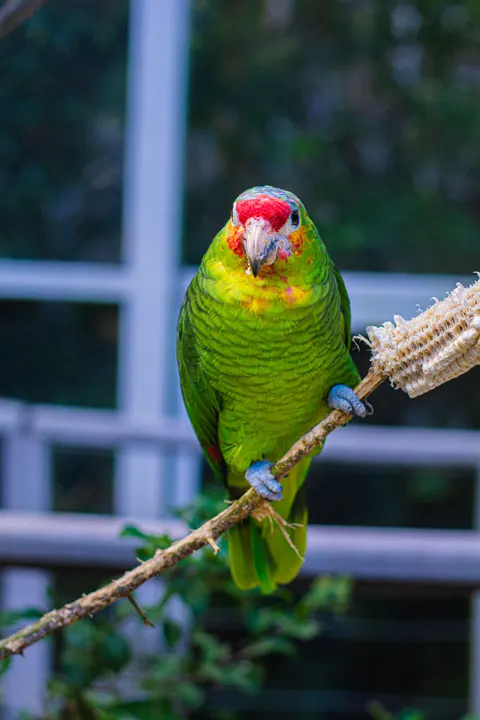 Parrot Phone Wallpaper · pets · 1440×2160