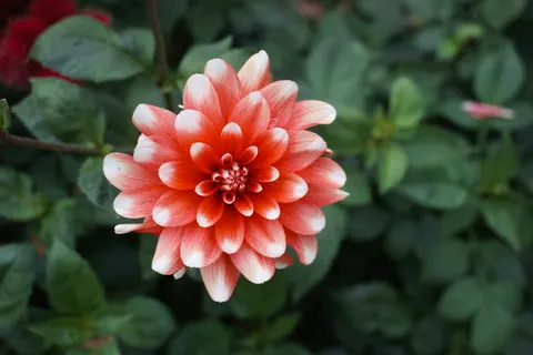 डहेलिया 4K वॉलपेपर · flowers · 3840×2560