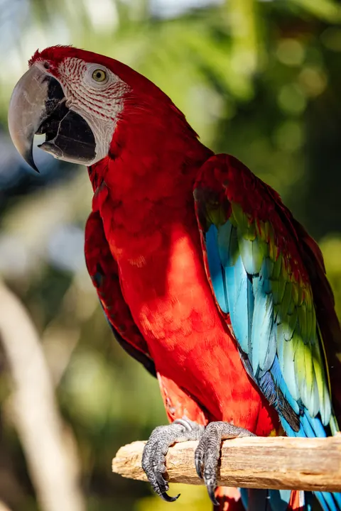 Parrot Phone Wallpaper · pets · 1440×2159