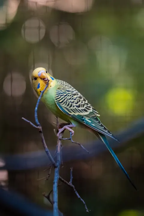 Parrot Phone Wallpaper · pets · 1440×2159