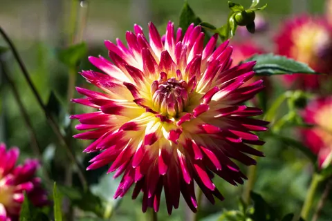 Dahlie 4K Hintergrundbild · flowers · 3840×2560