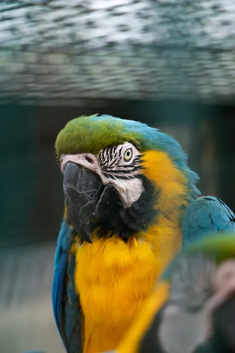 Parrot Phone Wallpaper · pets · 1440×2160