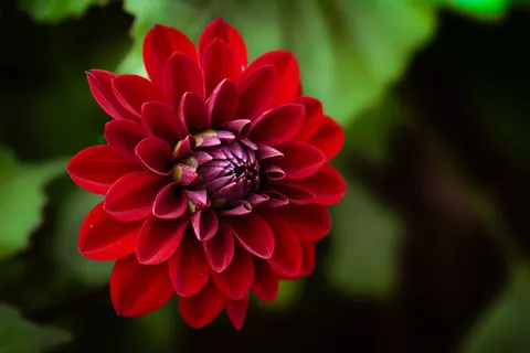 Fond d'écran Dahlia 4K · flowers · 3840×2560