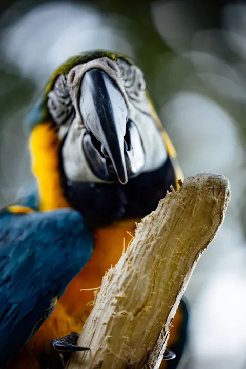 Parrot Phone Wallpaper · pets · 1440×2159