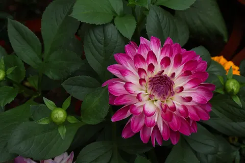 डहेलिया 4K वॉलपेपर · flowers · 3840×2560