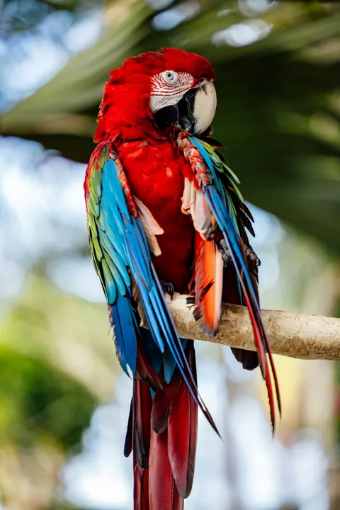 ببغاء خلفية للجوال · pets · 1440×2159