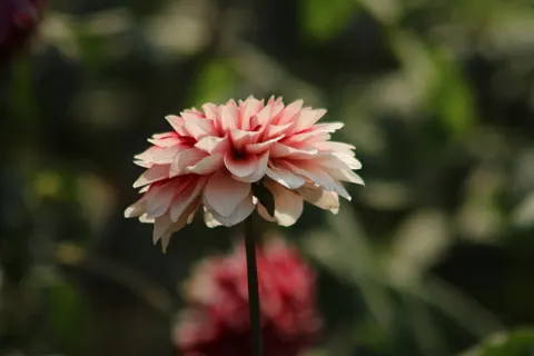 Wallpaper Dahlia 4K · flowers · 3840×2560