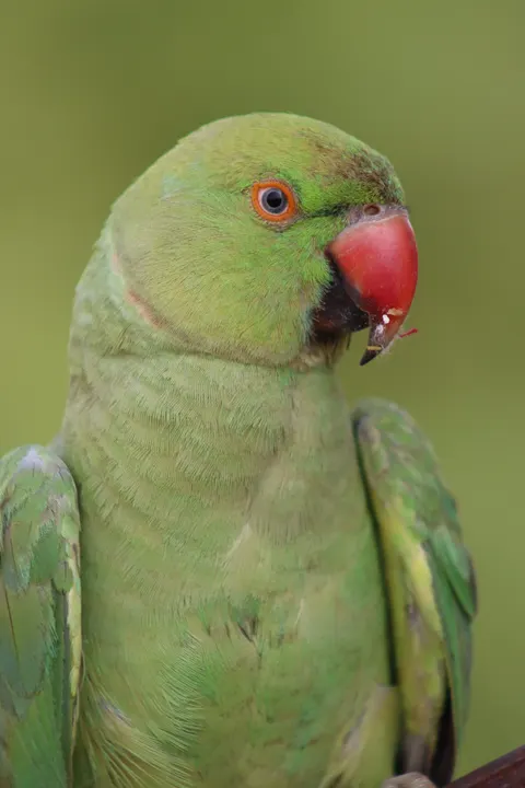 Parrot Phone Wallpaper · pets · 1440×2160
