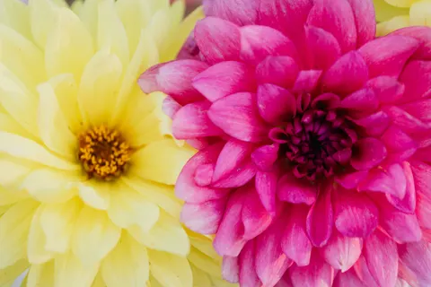 Papel de parede Dália 4K · flowers · 3840×2560