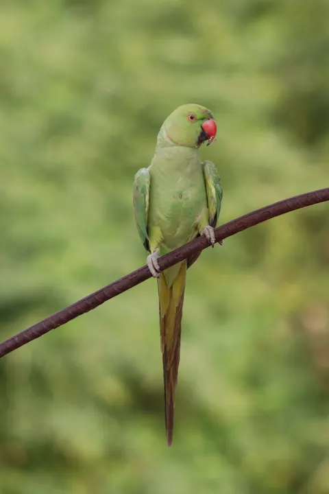Parrot Phone Wallpaper · pets · 1440×2160