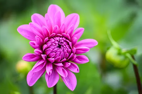 डहेलिया 4K वॉलपेपर · flowers · 3840×2560