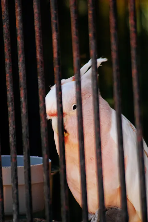 Parrot Phone Wallpaper · pets · 1440×2160