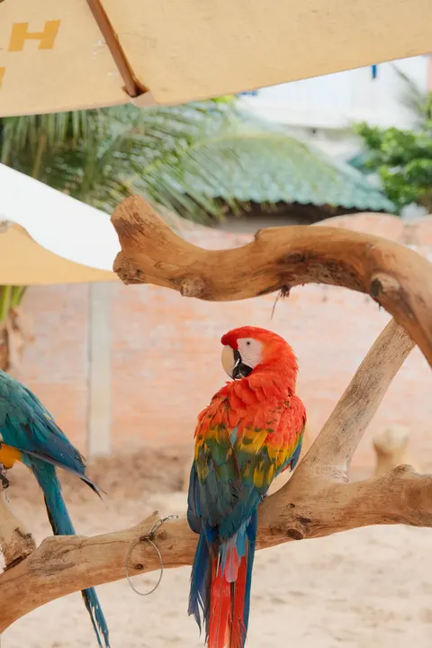 Parrot Phone Wallpaper · pets · 1440×2160