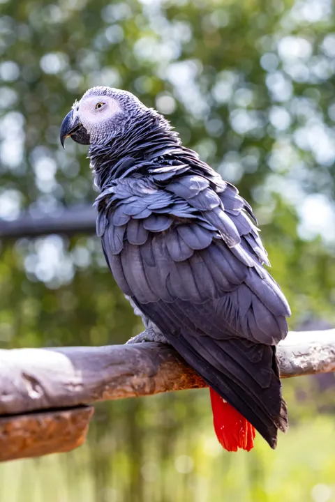 Papagei Handy-Hintergrundbild · pets · 1440×2160