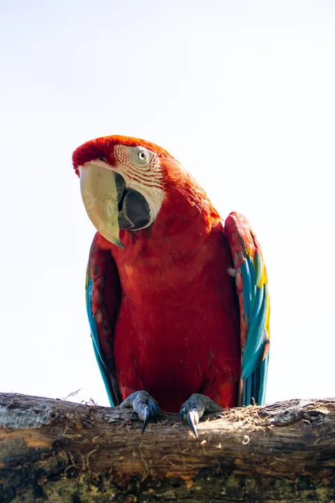 Papuga Tapeta na Telefon · pets · 1440×2160