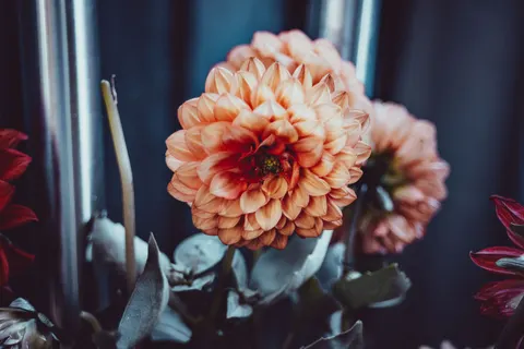 Dahlie 4K Hintergrundbild · flowers · 3840×2560
