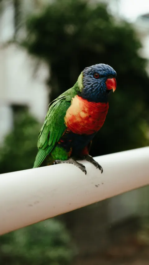 Parrot Phone Wallpaper · pets · 1440×2561