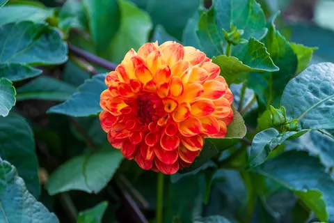 Dahlie 4K Hintergrundbild · flowers · 3840×2560
