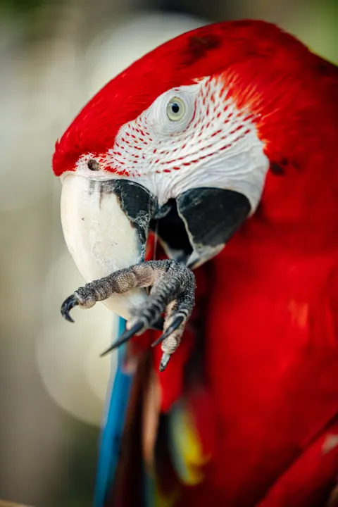 앵무새 휴대폰 배경화면 · pets · 1440×2159