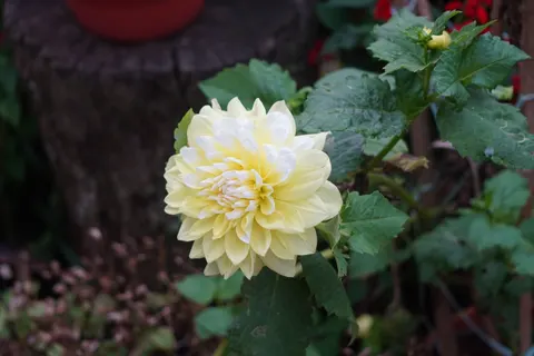 Dahlie 4K Hintergrundbild · flowers · 3840×2560