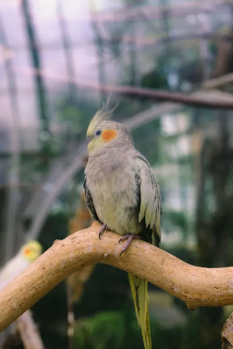 Parrot Phone Wallpaper · pets · 1440×2160
