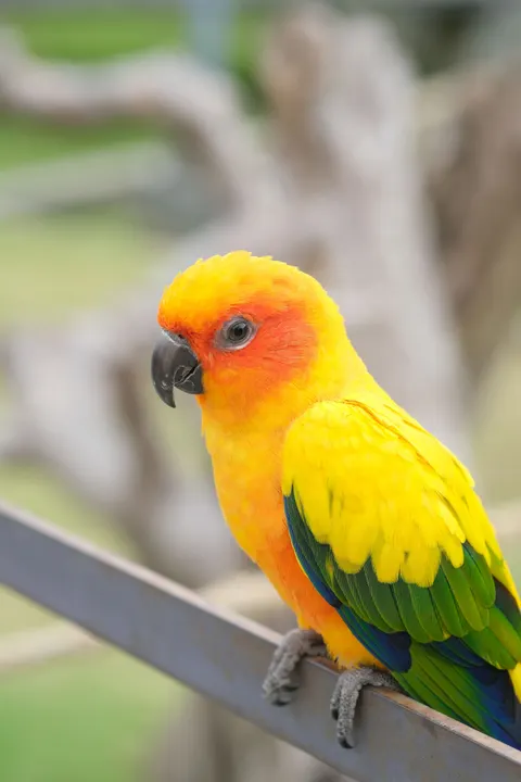 Parrot Phone Wallpaper · pets · 1440×2160