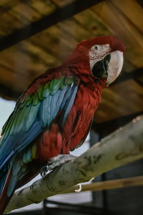 Parrot Phone Wallpaper · pets · 1440×2160