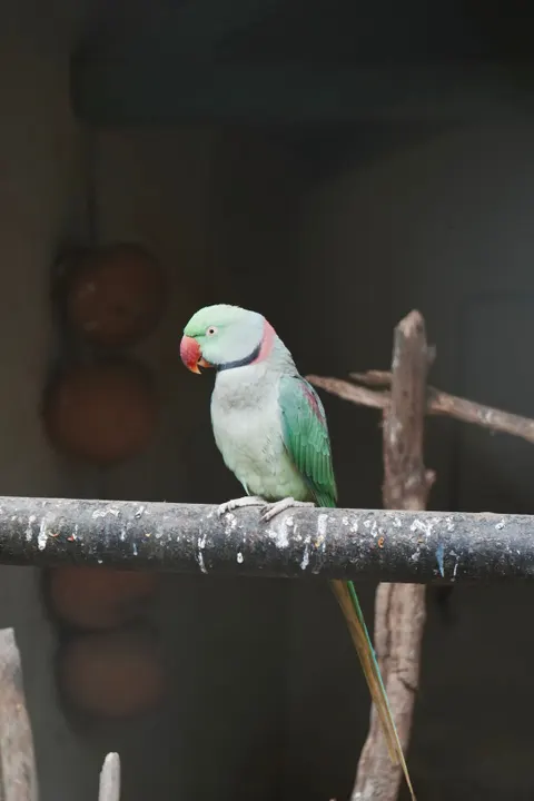Parrot Phone Wallpaper · pets · 1440×2160