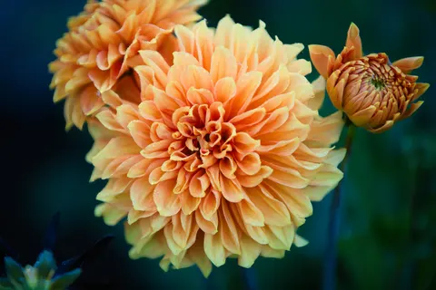 Fond d'écran Dahlia 4K · flowers · 3840×2560