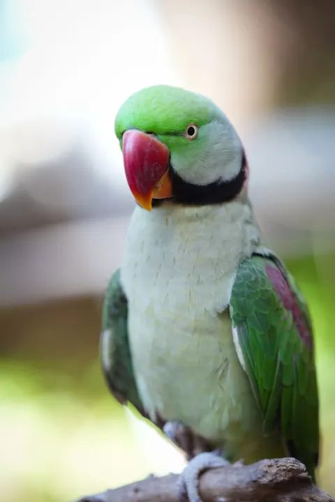 Parrot Phone Wallpaper · pets · 1440×2160