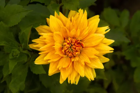 डहेलिया 4K वॉलपेपर · flowers · 3840×2560