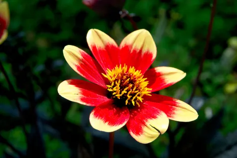 Tapeta Dalia 4K · flowers · 3840×2560