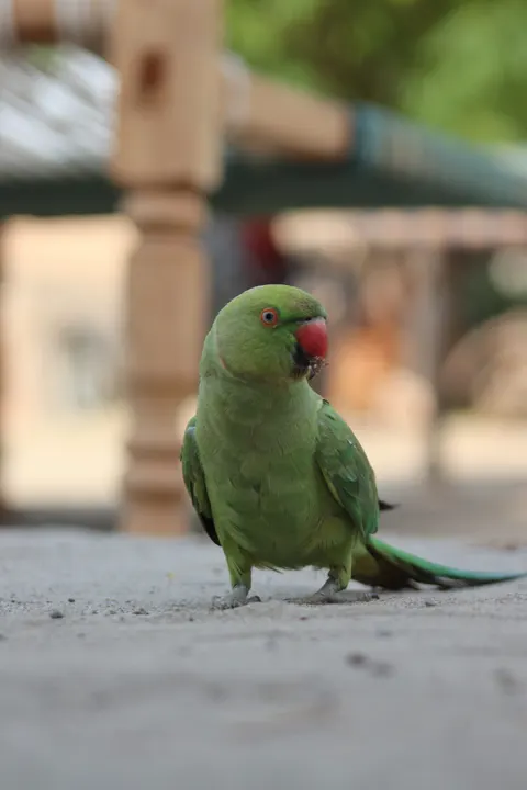 Parrot Phone Wallpaper · pets · 1440×2160