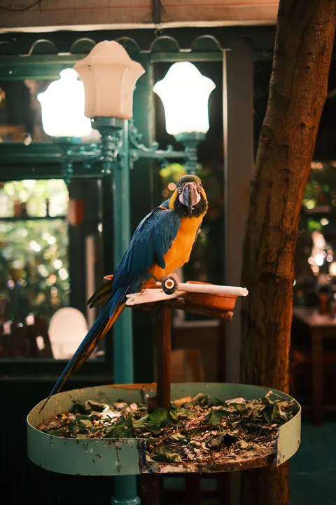 Fond d'écran mobile Perroquet · pets · 1440×2160