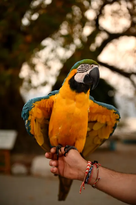 Parrot Phone Wallpaper · pets · 1440×2164