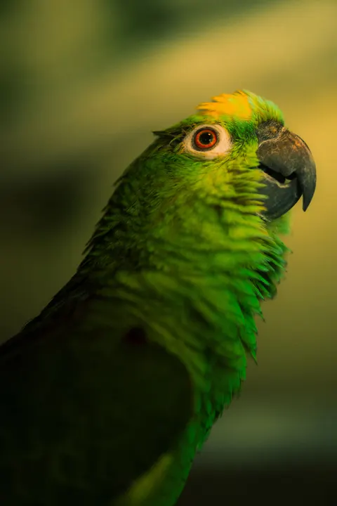 Parrot Phone Wallpaper · pets · 1440×2160