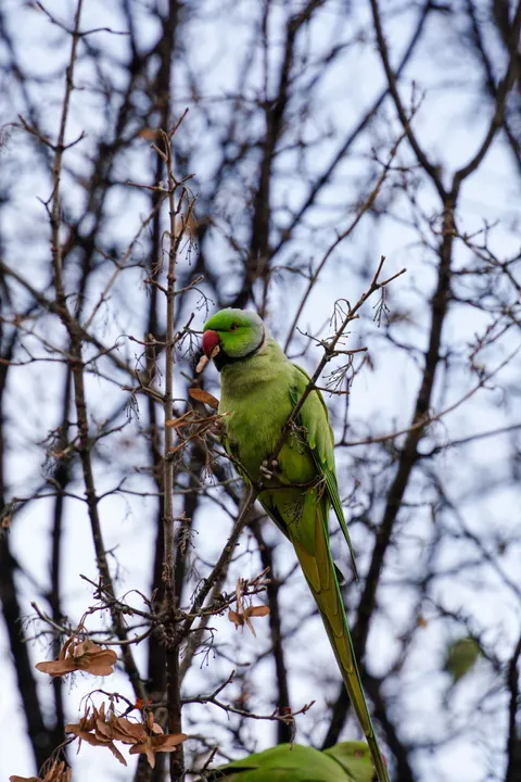 Parrot Phone Wallpaper · pets · 1440×2159