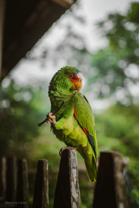 Parrot Phone Wallpaper · pets · 1440×2160