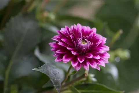 Dahlia 4K Wallpaper · flowers · 3840×2560