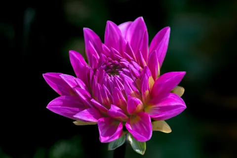 डहेलिया 4K वॉलपेपर · flowers · 3840×2560
