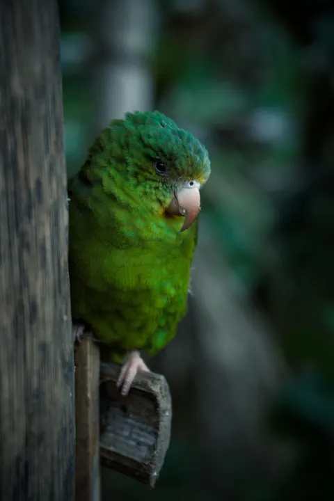 Parrot Phone Wallpaper · pets · 1440×2160