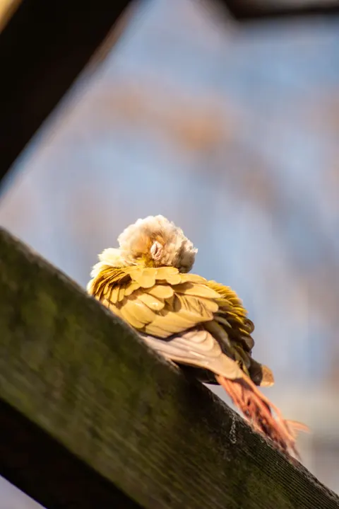 Parrot Phone Wallpaper · pets · 1440×2158