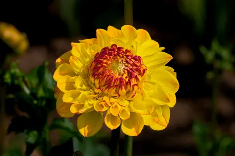 Dahlia 4K Wallpaper · flowers · 3840×2560