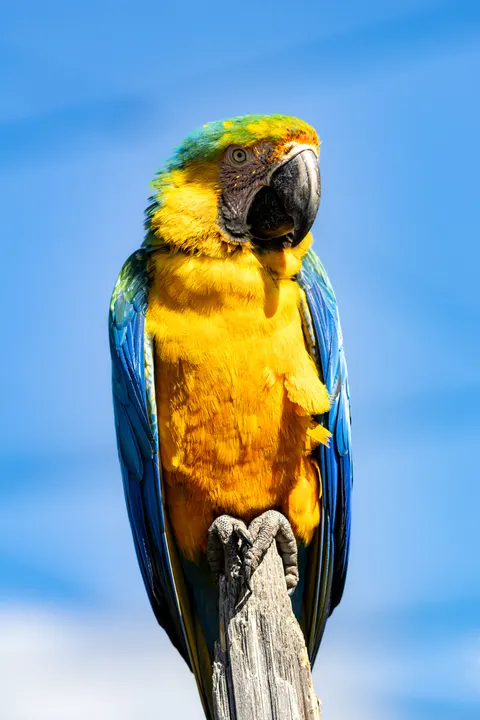 Parrot Phone Wallpaper · pets · 1440×2160
