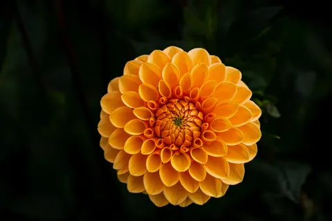 Dahlia 4K Wallpaper · flowers · 3840×2560
